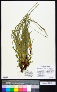 Carex communis var. communis image