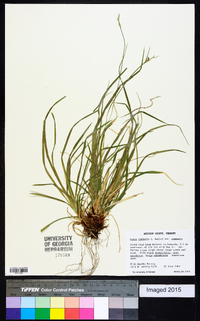 Carex communis var. communis image