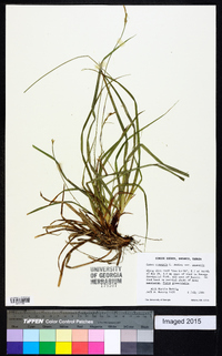 Carex communis var. communis image