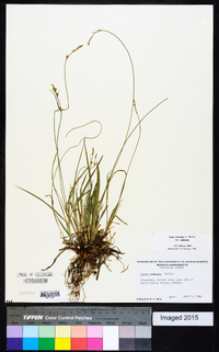 Carex communis var. communis image