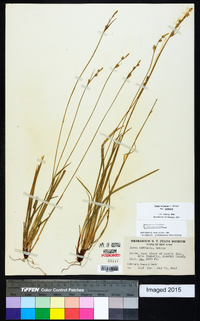 Carex communis var. communis image