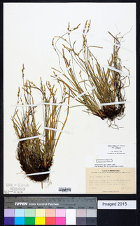 Carex communis var. communis image