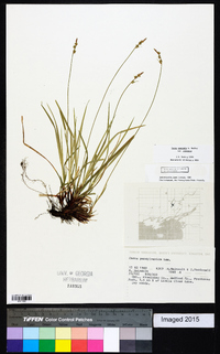 Carex communis var. communis image