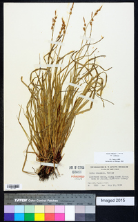 Carex communis var. communis image