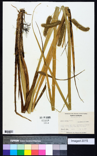 Carex comosa image