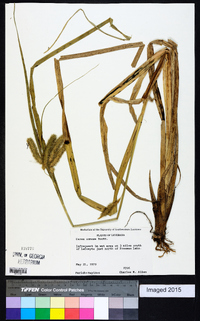 Carex comosa image