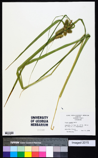 Carex comosa image