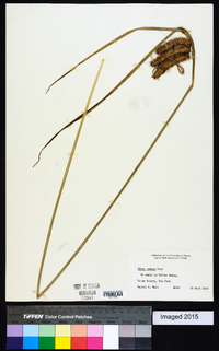 Carex comosa image