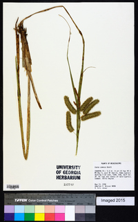 Carex comosa image