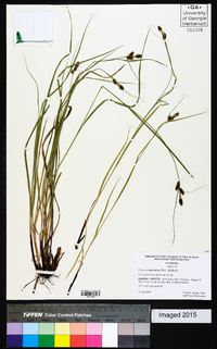 Carex complanata image