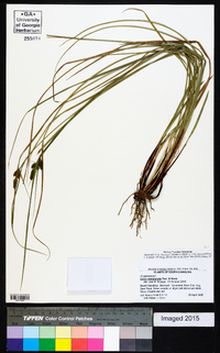 Carex complanata image