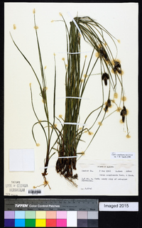 Carex complanata image