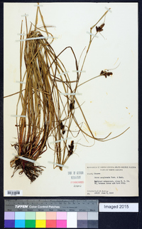 Carex complanata image