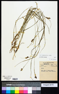 Carex complanata image