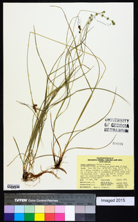 Carex complanata image