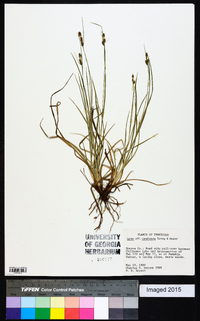 Carex complanata image