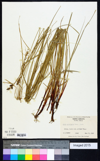 Carex complanata image