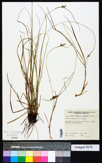 Carex complanata image