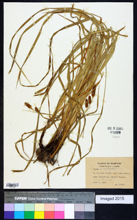 Carex complanata image