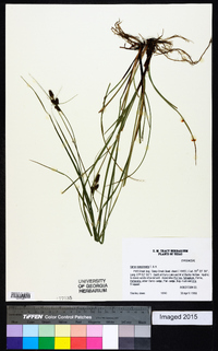 Carex complanata image