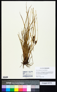 Carex complanata image