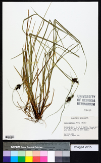 Carex complanata image