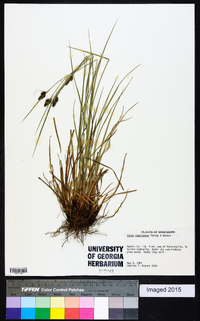 Carex complanata image