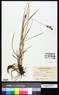 Carex complanata image