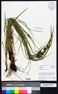 Carex complanata image