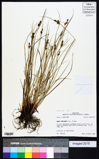 Carex complanata image