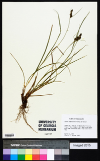 Carex complanata image