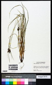 Carex complanata image