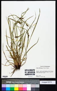 Carex complanata image