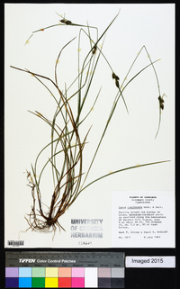 Carex complanata image