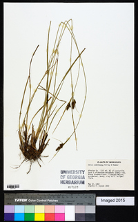 Carex complanata image