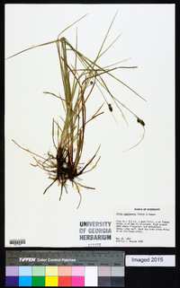 Carex complanata image