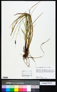 Carex complanata image