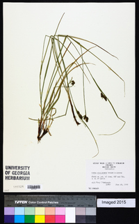 Carex complanata image