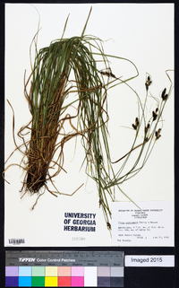 Carex complanata image