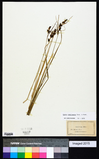 Carex complanata image