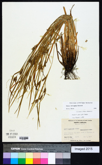 Carex corrugata image