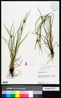 Carex corrugata image