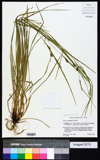 Carex corrugata image