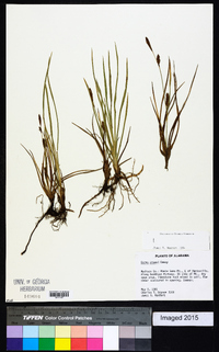 Carex crawei image