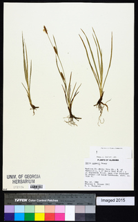 Carex crawei image