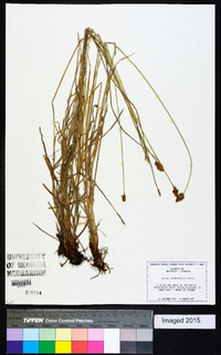 Carex crawfordii image