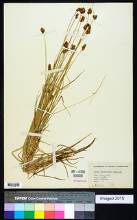 Carex crawfordii image