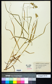 Carex crawfordii image