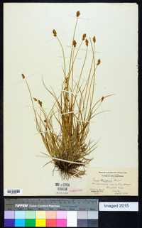 Carex crawfordii image