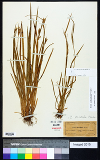 Carex crebriflora image